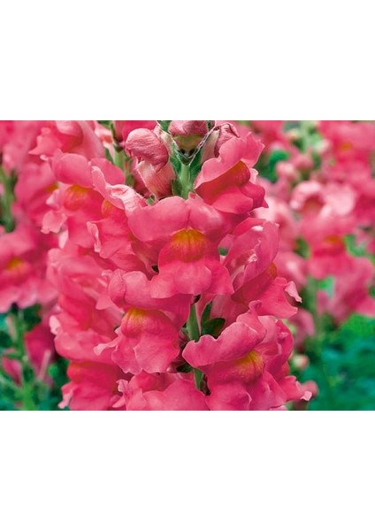 Pembe Renk Uzun Boylu Aslan Ağzı 25 Tohum
