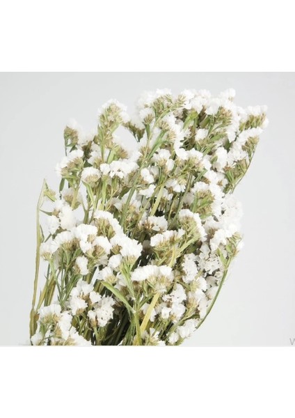 Kuru Çiçek Statis Demeti Beyaz modelleri