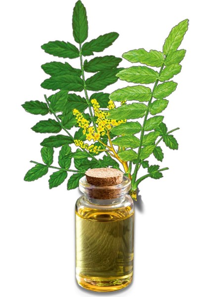 Akgünlük-Sığla Ağacı Yağı (Distilasyon) 20 ml 3 Lü