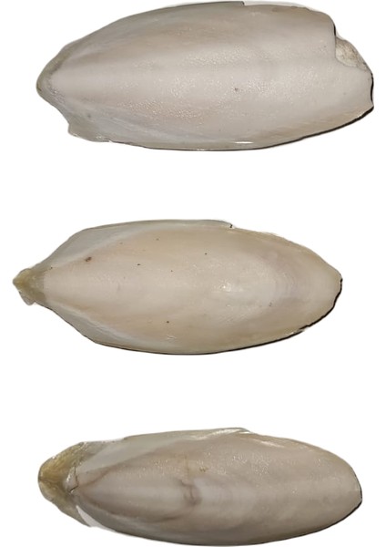 Mürekkep Balığı Kemiği (Kalamar) 10 cm - 3 Adet
