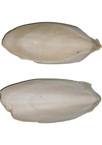 Mürekkep Balığı Kemiği (Kalamar) 10 cm - 2 Adet