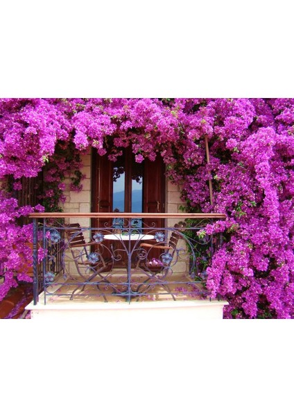 Begonvil Sarmaşığı 5'li 100 cm Çiçekli Bitki