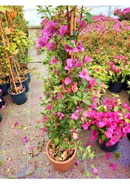 Begonvil Sarmaşığı 5'li 100 cm Çiçekli Bitki fiyatları