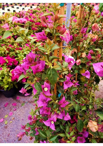 Begonvil Sarmaşığı 5'li 100 cm Çiçekli Bitki modelleri