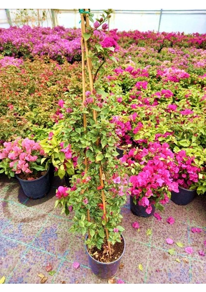 Begonvil Sarmaşığı 5'li 100 cm Çiçekli Bitki indirimleri