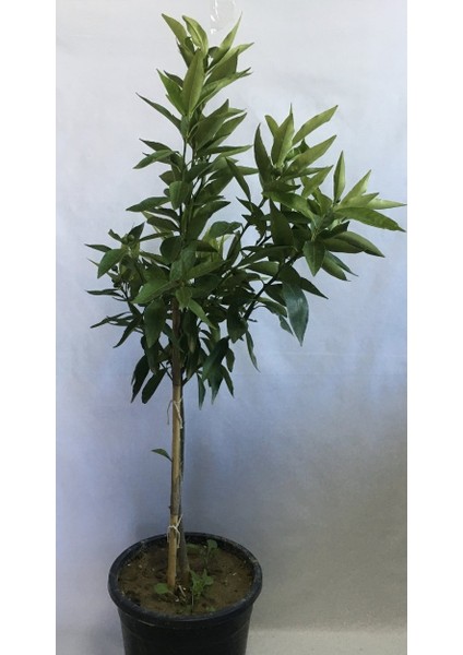 12 Litrelik Saksıda Bodur Kokulu King Mandalina Yaş 3 Boy 80-100 cm
