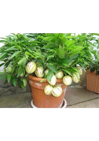 Tüplü Salkım Meyveli Pepino Fidanı Yaş 1 Boy 45-65 cm