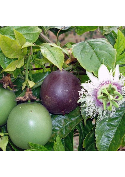 Tüplü Passiflora Fidanı Yaş 1 Boy 40-60 cm