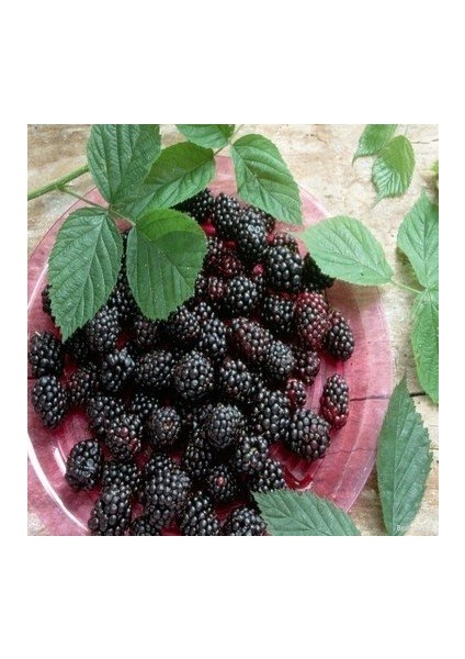 Tüplü Boysen Berry Böğütlen Fidanı Yaş 2 Boy 50-70 cm