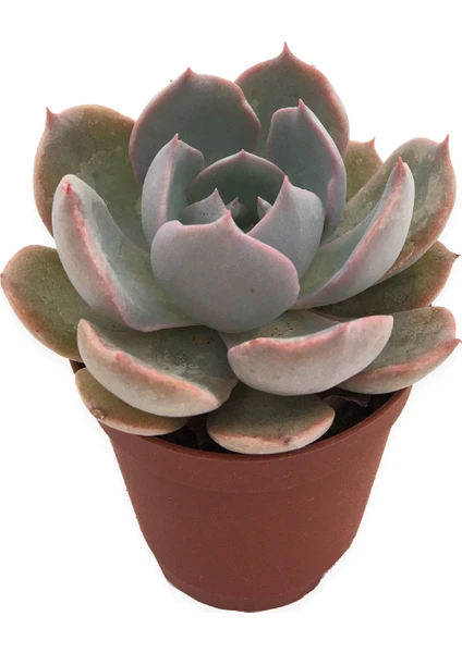 Echeveria Morning Beauty Sukulent 5,5 cm Saksıda