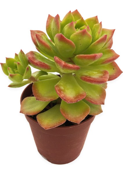 Echeveria Bianca Sukulent Uçları Kırmızı 5,5 cm Saksıda