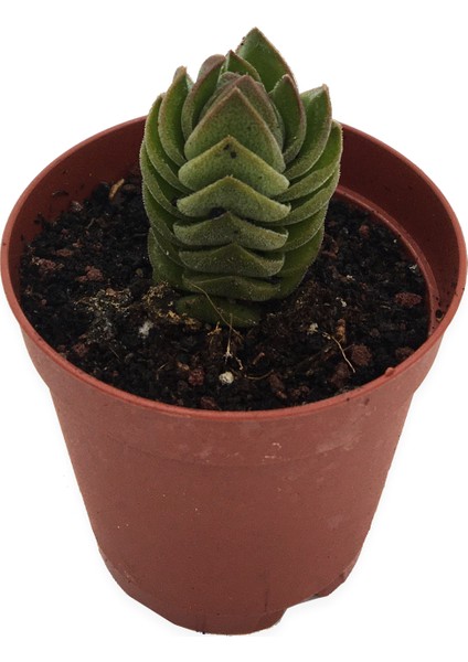 Crassula Buddha Teample Özel Tür 5,5 cm Saksıda