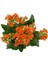 Kalanchoe (Kalanşo) Turuncu 1