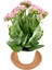 Kalanchoe (Kalanşo) Pembe 2