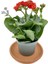 Kalanchoe (Kalanşo) Kırmızı 2