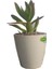 Gerçek Para Ağacı Çiçeği 20CM Dolgun Orijinal Crassula Ovata 1