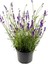 Lavandula Officinalis - Lavanta 1