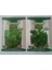 Pinaper 2 Li Set Marul Maydanoz Tohumu (10 Gr) 1