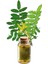 Akgünlük-Sığla Ağacı Yağı (Distilasyon) 20 ml 3 Lü 3
