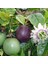 Tüplü Passiflora Fidanı Yaş 1 Boy 40-60 cm 1