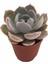 Echeveria Morning Beauty Sukulent 5,5 cm Saksıda 1