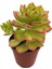 Echeveria Bianca Sukulent Uçları Kırmızı 5,5 cm Saksıda 1