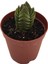 Crassula Buddha Teample Özel Tür 5,5 cm Saksıda 1