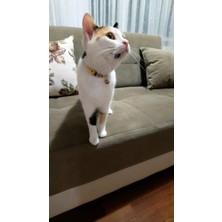 Pacopet Avokado Desenli, Zilli ve Metal Aksesuarlı Ayarlanabilir Kedi Boyun Tasması - Sarı