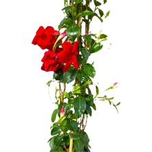 Bitki Fidanım Mandevilla Sandavilla Sarmaşığı Kırmızı