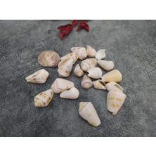 Hd Marketim Hdmarketim Dekoratif Doğal Deniz Kabuğu 500 gr