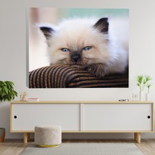 Deko Gonya Sevimli Yavru Kedi Temalı Dekoratif Kanvas Tablo