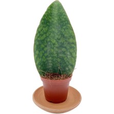 Nadir Kaktüs Sansevieria Paşa Kılıcı Masoniana