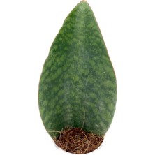 Nadir Kaktüs Sansevieria Paşa Kılıcı Masoniana