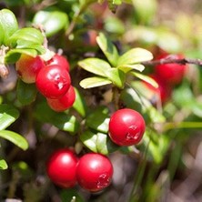 Reyon Ermenek Cranberry Turna Yemişi  Fidanı(10-20 Cm)
