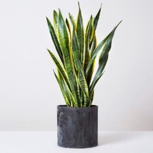 Mega Kanyon Paşa Kılıcı Bitkisi (Sansevieria) ( 85 cm / 100 cm )