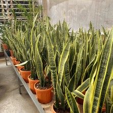 Mega Kanyon Paşa Kılıcı Bitkisi (Sansevieria) ( 85 cm / 100 cm )