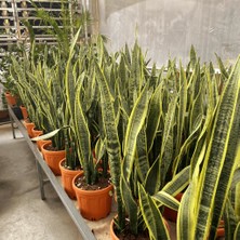 Mega Kanyon Ürün Adı : Paşa Kılıcı Bitkisi (Sansevieria) M3