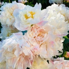 Tacirdepoticaret Beyaz Peonies Festiva Şakayık Çiçeği Yumrusu 1'li