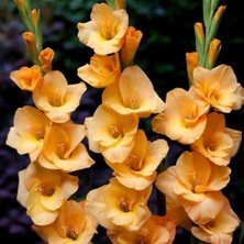 Tacirdepoticaret Kokulu Gladiolus Yellow Swan Sarı Glayör Çiçeği Soğanı 2'li
