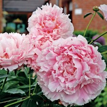 Tacirdepoticaret Pembe Peonies Festiva Şakayık Çiçeği Yumrusu 1'li