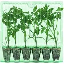 Elka Çeri Domates Fidesi