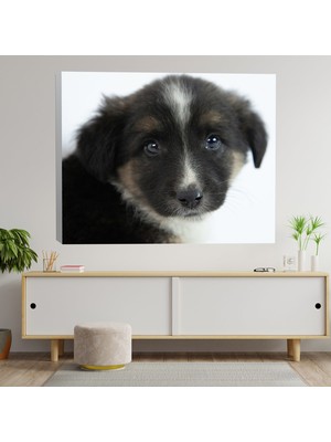 Deko Gonya Sevimli Siyah Beyaz Köpek Dekoratif Kanvas Tablo