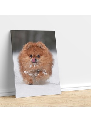 Deko Gonya Sevimli Pomeranian Köpeği Dekoratif Kanvas Tablo