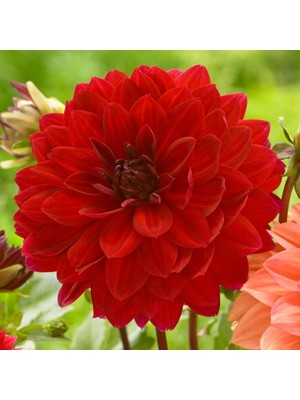 Reyon Ermenek Büyük Çiçekli Kırmızı Menorca Yıldız Çiçeği Dahlia Yumrusu (1 Adet)