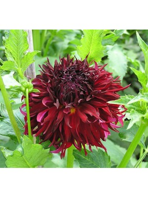 Reyon Ermenek Kırmızı Dev Çiçekli Jax Dahlia Yıldız Çiçeği Yumrusu (1 Adet )