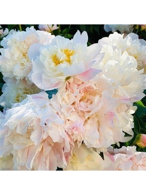 Tacirdepoticaret Beyaz Peonies Festiva Şakayık Çiçeği Yumrusu 1'li