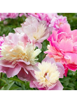Tacirdepoticaret Kokulu Peonies Festiva Karışık Şakayık Çiçeği Yumrusu 3'li