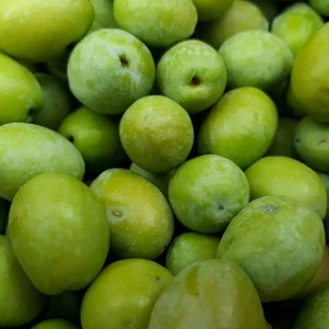 Reyon Ermenek Tüplü Aşılı Büyük Taneli Çekişte Zeytin Fidanı