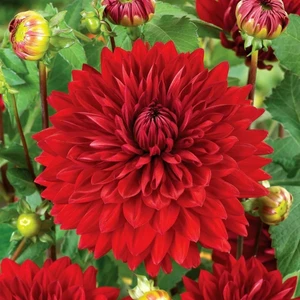 Reyon Ermenek Büyük Çiçekli Red Wonder Yıldız Çiçeği Dahlia Yumrusu (1 Adet)