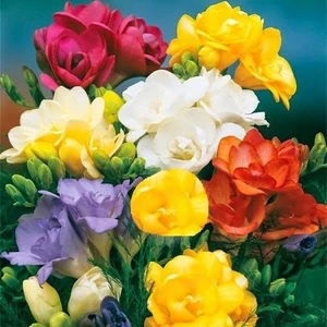 Tacirdepoticaret Karışık Katmerli Frezya Çiçeği Soğanı 5'li